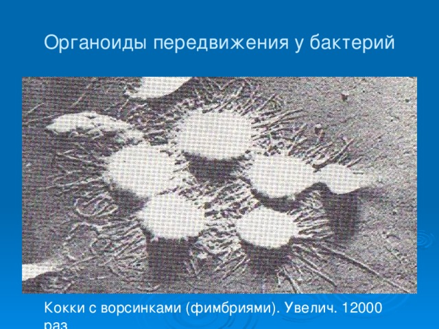 Органоиды передвижения у бактерий Кокки с ворсинками (фимбриями). Увелич. 12000 раз 