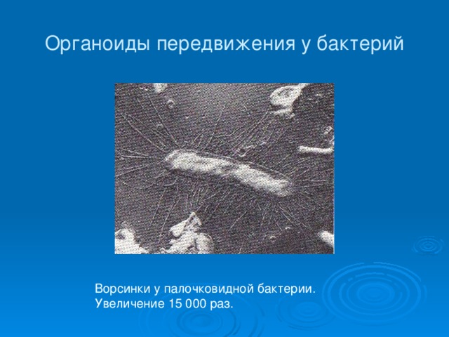 Органоиды передвижения у бактерий Ворсинки у палочковидной бактерии. Увеличение 15 000 раз. 