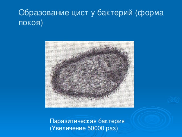 Образование цист у бактерий (форма покоя) Паразитическая бактерия (Увеличение 50000 раз) 