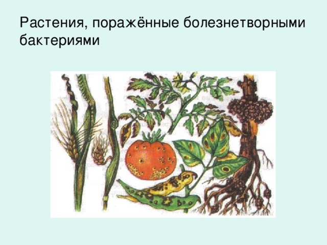 Растения, поражённые болезнетворными бактериями 