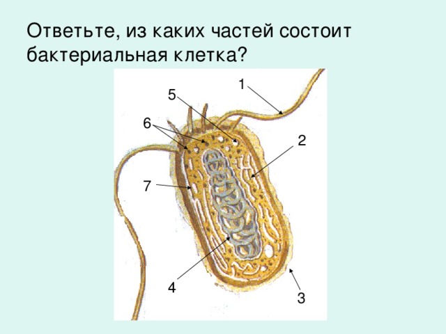 Ответьте, из каких частей состоит бактериальная клетка? 1 5 6 2 7 4 3 