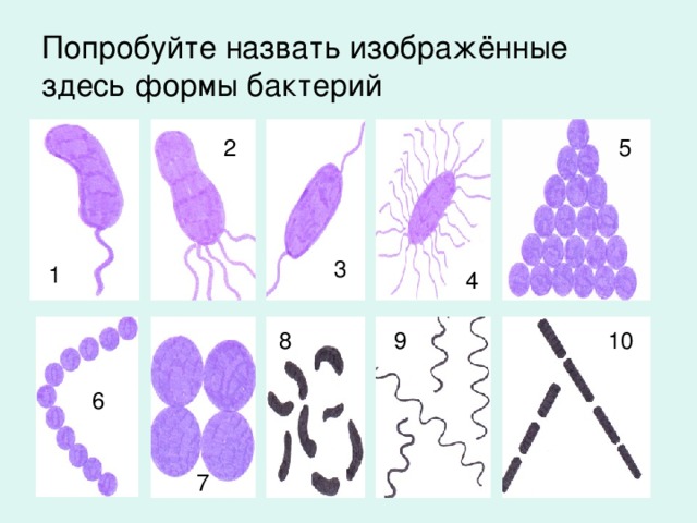 Попробуйте назвать изображённые здесь формы бактерий 5 2 3 1 4 10 9 8 6 7 