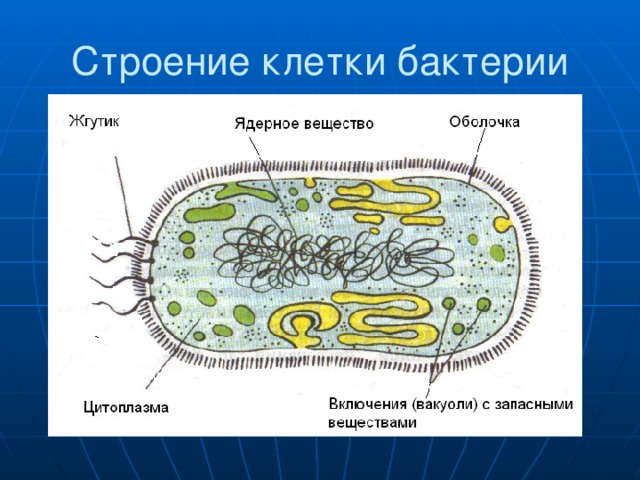 Строение клетки бактерии 