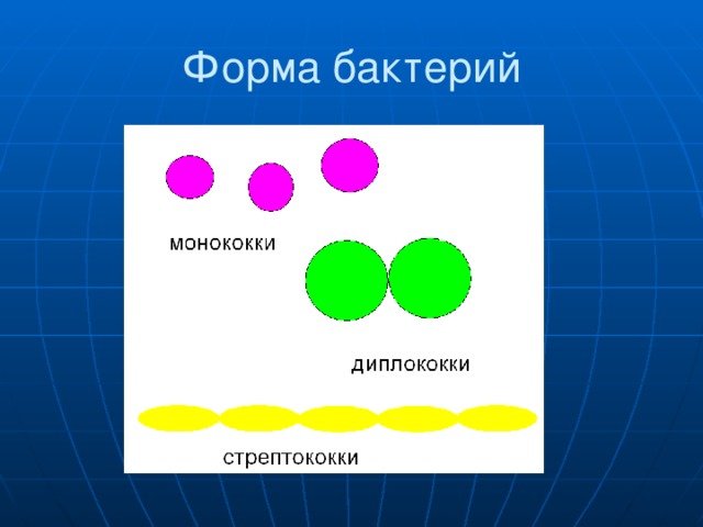 Форма бактерий 