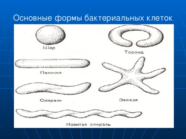 Основные формы бактериальных клеток 