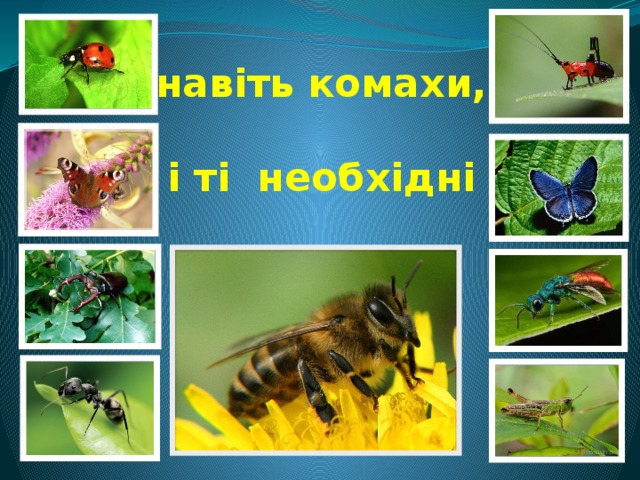 навіть комахи,  і ті необхідні