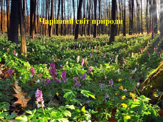 Чарівний світ природи
