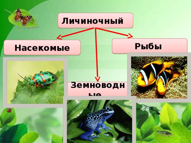 Личиночный Рыбы Насекомые Земноводные 