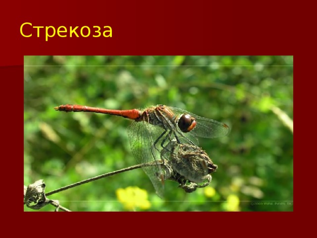 Проект про стрекозу 2 класс