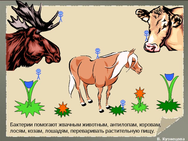 Бактерии помогают жвачным животным, антилопам, коровам, лосям, козам, лошадям, переваривать растительную пищу. 