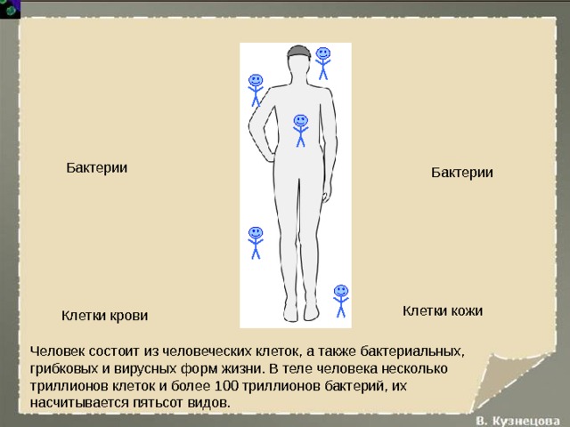 Бактерии Бактерии Клетки кожи Клетки крови Человек состоит из человеческих клеток, а также бактериальных, грибковых и вирусных форм жизни. В теле человека несколько триллионов клеток и более 100 триллионов бактерий, их насчитывается пятьсот видов. 