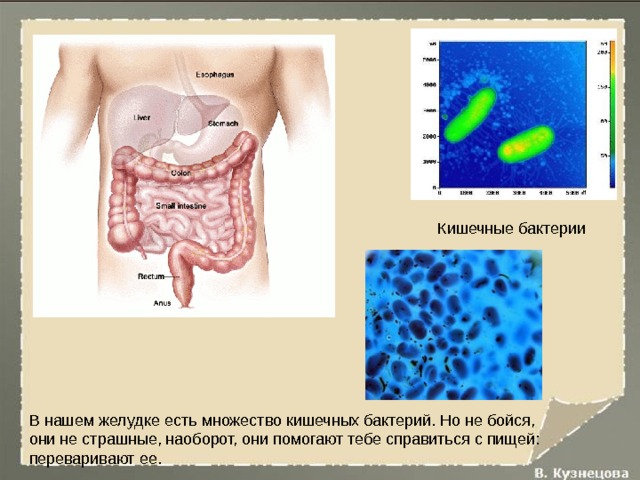 Кишечные бактерии В нашем желудке есть множество кишечных бактерий. Но не бойся, они не страшные, наоборот, они помогают тебе справиться с пищей: переваривают ее. 