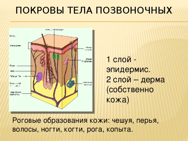 Волосы когти копыта рога являются производными