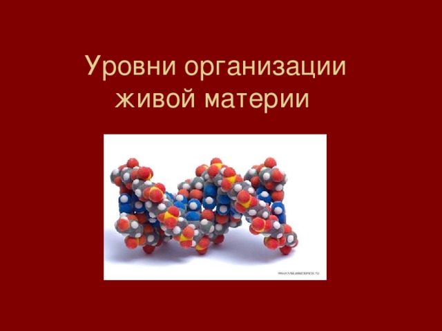 Уровни организации  живой материи 