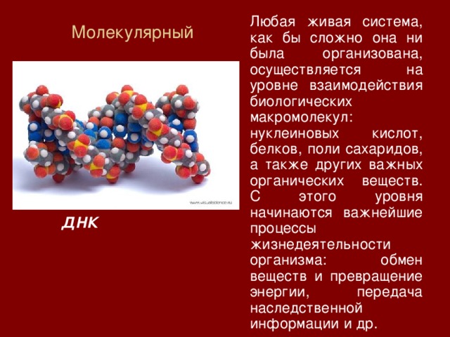  Любая живая система, как бы сложно она ни была организована, осуществляется на уровне взаимодействия биологических макромолекул: нуклеиновых кислот, белков, поли сахаридов, а также других важных органических веществ. С этого уровня начинаются важнейшие процессы жизнедеятельности организма: обмен веществ и превращение энергии, передача наследственной информации и др. Молекулярный   ДНК  