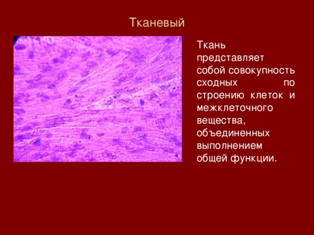 Тканевый    Ткань представляет собой совокупность сходных по строению клеток и межклеточного вещества, объединенных выполнением общей функции. 