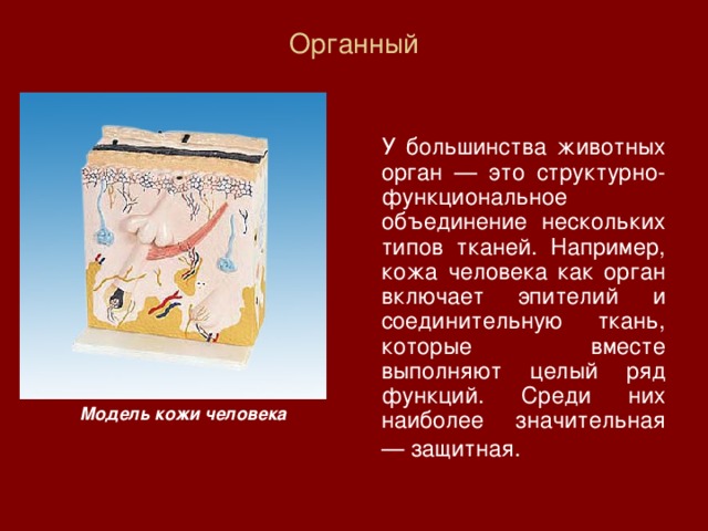 Органный    У большинства животных орган — это структурно-функциональное объединение нескольких типов тканей. Например, кожа человека как орган включает эпителий и соединительную ткань, которые вместе выполняют целый ряд функций. Среди них наиболее значительная — защитная.  Модель кожи человека 