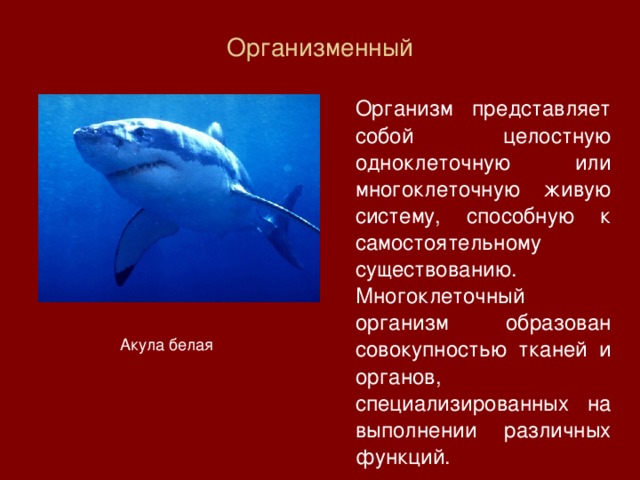 Организменный    Организм представляет собой целостную одноклеточную или многоклеточную живую систему, способную к самостоятельному существованию. Многоклеточный организм образован совокупностью тканей и органов, специализированных на выполнении различных функций. Акула белая 