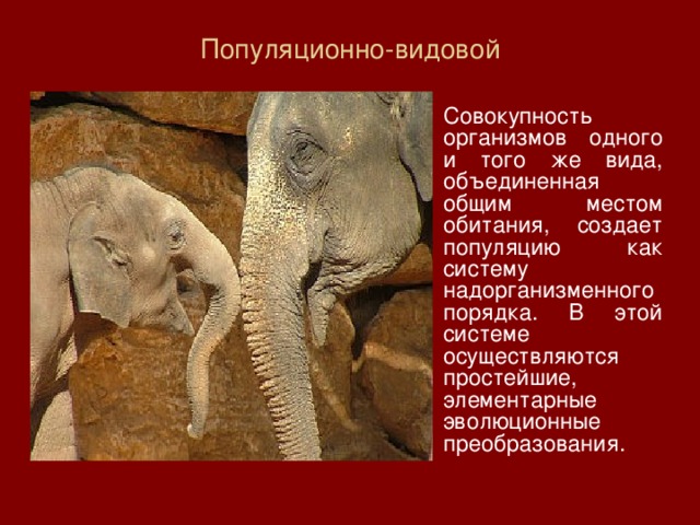 Популяционно-видовой    Совокупность организмов одного и того же вида, объединенная общим местом обитания, создает популяцию как систему надорганизменного порядка. В этой системе осуществляются простейшие, элементарные эволюционные преобразования. 