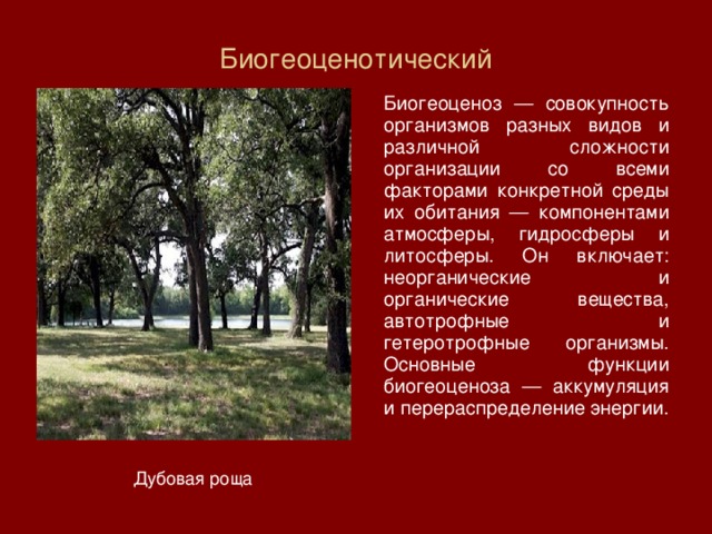 Биогеоценотический    Биогеоценоз — совокупность организмов разных видов и различной сложности организации со всеми факторами конкретной среды их обитания — компонентами атмосферы, гидросферы и литосферы. Он включает: неорганические и органические вещества, автотрофные и гетеротрофные организмы. Основные функции биогеоценоза — аккумуляция и перераспределение энергии. Дубовая роща 