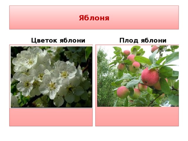 Яблоня  Цветок яблони  Плод яблони 