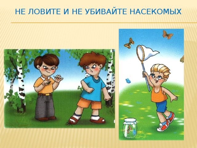 Не ловите и не убивайте насекомых 