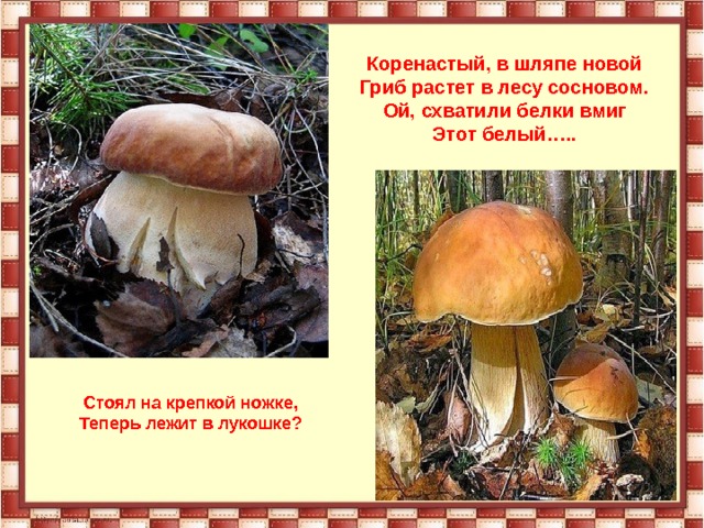 Коренастый, в шляпе новой Гриб растет в лесу сосновом. Ой, схватили белки вмиг Этот белый….. Стоял на крепкой ножке, Теперь лежит в лукошке? 