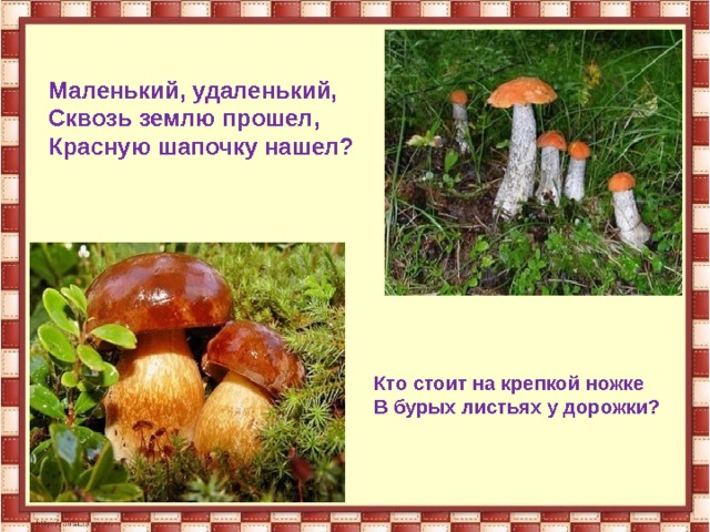 Маленький, удаленький, Сквозь землю прошел, Красную шапочку нашел? Кто стоит на крепкой ножке В бурых листьях у дорожки? 