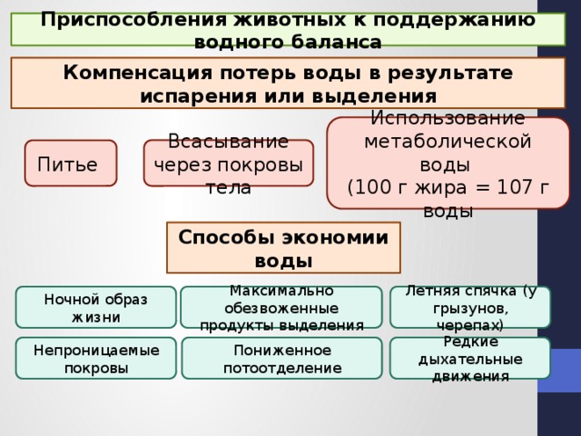 влажность - экологический фактор. презентация к уроку в профильной группе 11 класса. разработана к учебнику "биолог