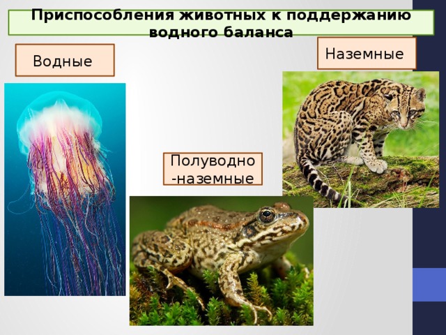 Приспособления животных к поддержанию водного баланса Наземные Водные Полуводно-наземные 
