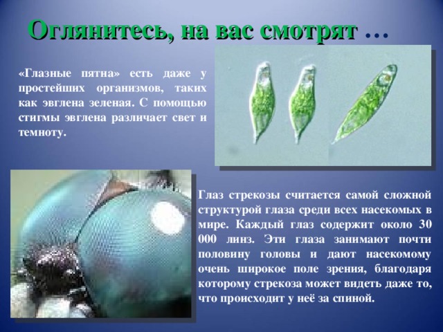 Оглянитесь, на вас смотрят … «Глазные пятна» есть даже у простейших организмов, таких как эвглена зеленая. С помощью стигмы эвглена различает свет и темноту. Глаз стрекозы считается самой сложной структурой глаза среди всех насекомых в мире. Каждый глаз содержит около 30 000 линз. Эти глаза занимают почти половину головы и дают насекомому очень широкое поле зрения, благодаря которому стрекоза может видеть даже то, что происходит у неё за спиной. 