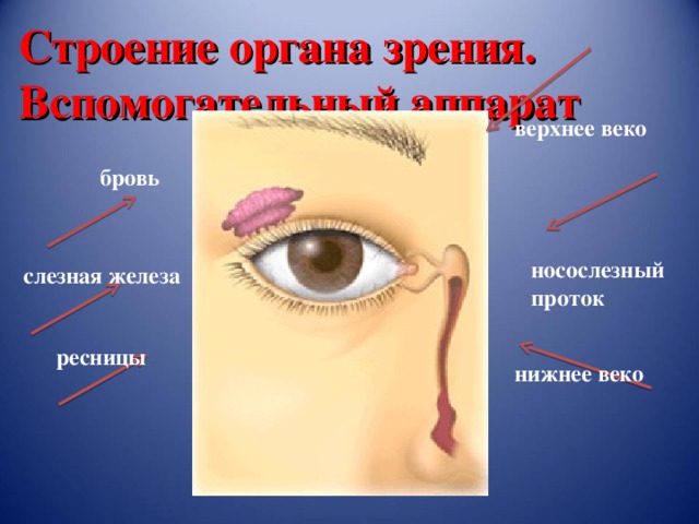 Строение органа зрения.  Вспомогательный аппарат верхнее веко бровь носослезный проток слезная железа ресницы нижнее веко 