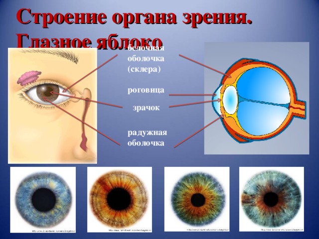 Строение органа зрения.  Глазное яблоко белочная оболочка (склера) роговица зрачок радужная оболочка 