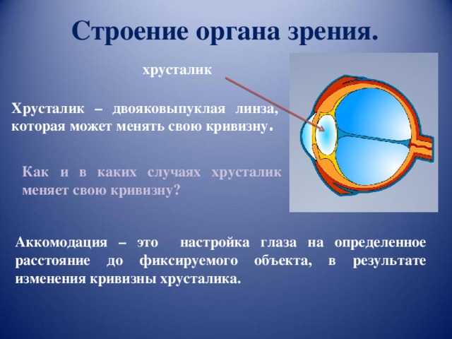 Строение органа зрения. хрусталик Хрусталик – двояковыпуклая линза, которая может менять свою кривизну . Как и в каких случаях хрусталик меняет свою кривизну? Аккомодация – это настройка глаза на определенное расстояние до фиксируемого объекта, в результате изменения кривизны хрусталика. 