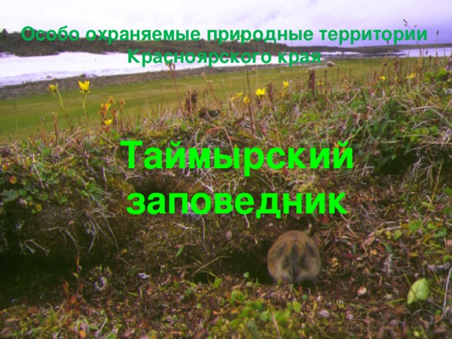 Особо охраняемые природные территории Красноярского края Таймырский заповедник 