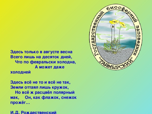 Здесь только в августе весна Всего лишь на десяток дней, Что по февральски холодна, А может даже холодней  Здесь всё не то и всё не так, Земли оттаял лишь кружок, Но всё ж расцвёл полярный мак, Он, как флажок, снежок прожёг…  И.Д. Рождественский 