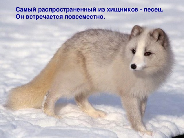 Самый распространенный из хищников - песец. Он встречается повсеместно.    