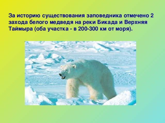 За историю существования заповедника отмечено 2 захода белого медведя на реки Бикада и Верхняя Таймыра (оба участка - в 200-300 км от моря). 