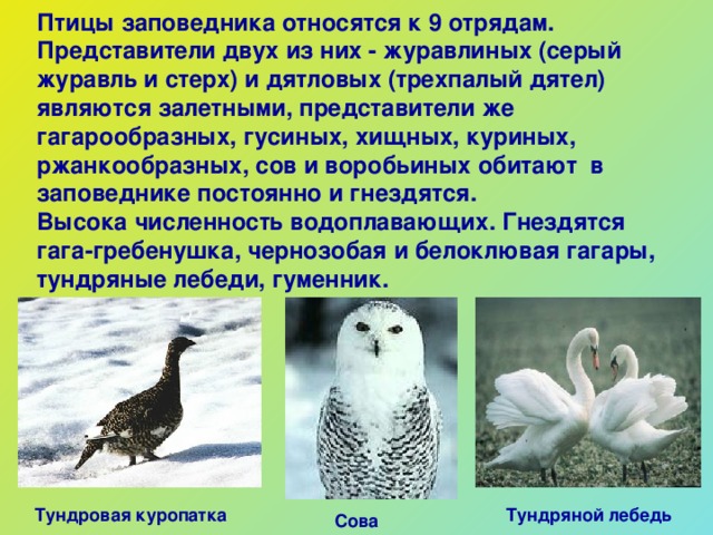 Птицы заповедника относятся к 9 отрядам. Представители двух из них - журавлиных (серый журавль и стерх) и дятловых (трехпалый дятел) являются залетными, представители же гагарообразных, гусиных, хищных, куриных, ржанкообразных, сов и воробьиных обитают в заповеднике постоянно и гнездятся. Высока численность водоплавающих. Гнездятся гага-гребенушка, чернозобая и белоклювая гагары, тундряные лебеди, гуменник .  Тундровая куропатка Тундряной лебедь Сова 