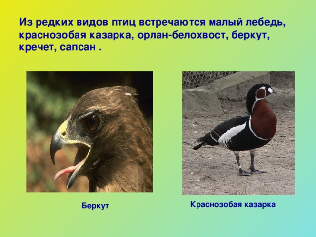 Из редких видов птиц встречаются малый лебедь, краснозобая казарка , орлан-белохвост, беркут, кречет, сапсан . Краснозобая казарка Беркут 