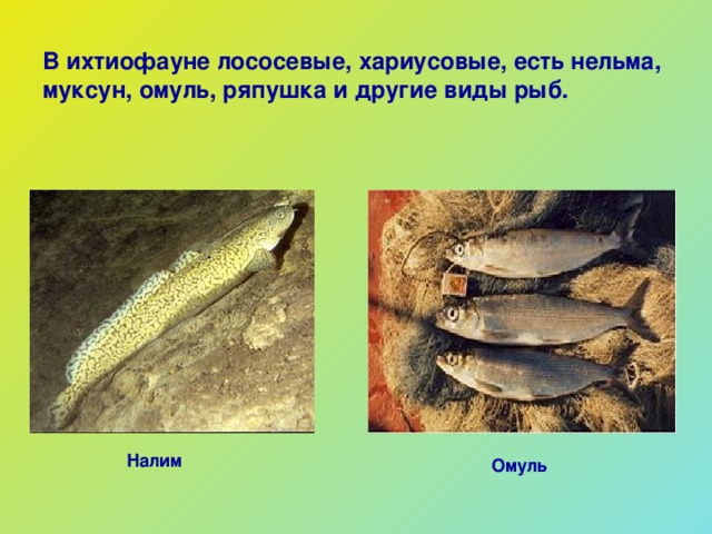 В ихтиофауне лососевые, хариусовые, есть нельма, муксун, омуль, ряпушка и другие виды рыб. Налим Омуль 