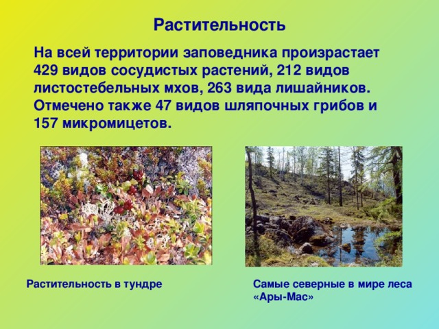 Растительность На всей территории заповедника произрастает 429 видов сосудистых растений, 212 видов листостебельных мхов, 263 вида лишайников. Отмечено также 47 видов шляпочных грибов и 157 микромицетов. Растительность в тундре Самые северные в мире леса «Ары-Мас» 