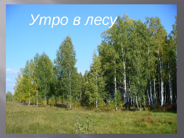 Утро в лесу    14 