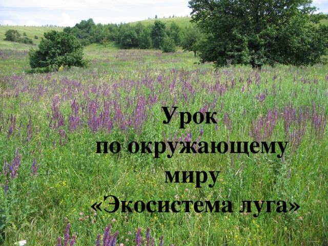 Урок по окружающему миру   «Экосистема луга» 