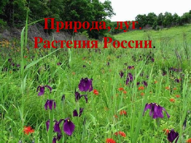 Природа, луг .  Растения   России . 