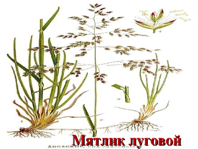  Мятлик луговой 