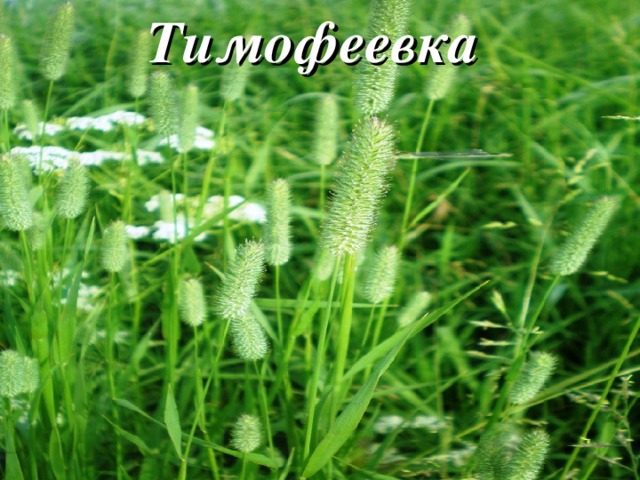 Тимофеевка 
