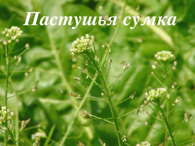 Пастушья сумка 