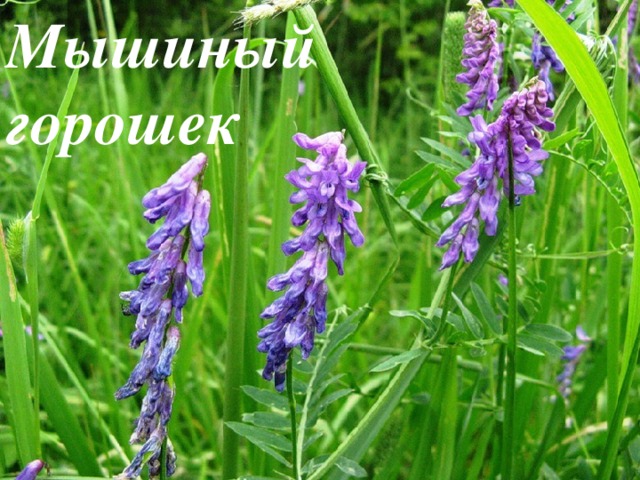 Мышиный горошек 