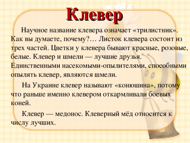 Клевер  Научное название клевера означает «трилистник». Как вы думаете, почему?… Листок клевера состоит из трех частей. Цветки у клевера бывают красные, розовые, белые. Клевер и шмели — лучшие друзья. Единственными насекомыми-опылителями, способными опылять клевер, являются шмели.  На Украине клевер называют «конюшина», потому что раньше именно клевером откармливали боевых коней.  Клевер — медонос. Клеверный мёд относится к числу лучших. 